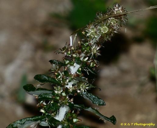 {Gamochaeta antillana}
